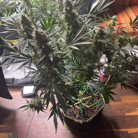 Jabucica growlog timeline photo