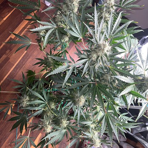 Jabucica growlog timeline photo