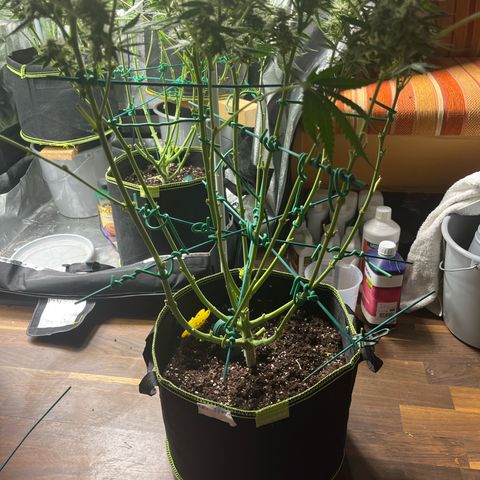 Jabucica growlog timeline photo