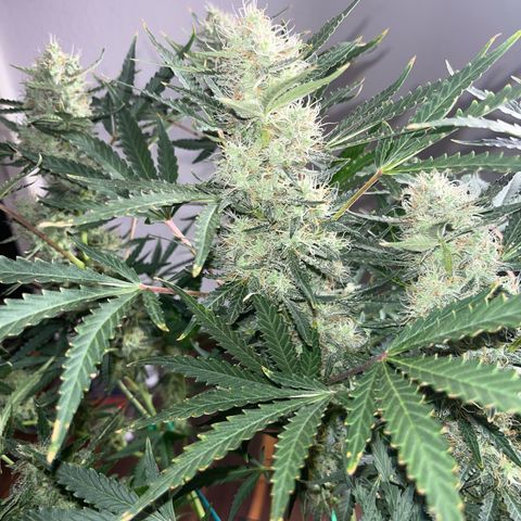 Jabucica growlog timeline photo