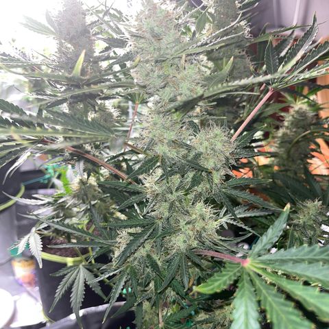 Jabucica growlog timeline photo