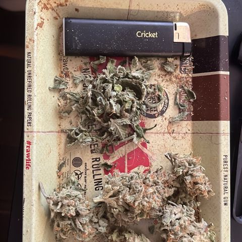 Amnesia growlog timeline photo