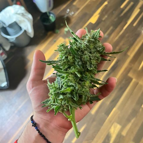Amnesia growlog timeline photo