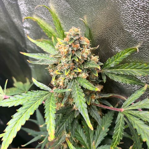 Northern light Auto growlog timeline photo