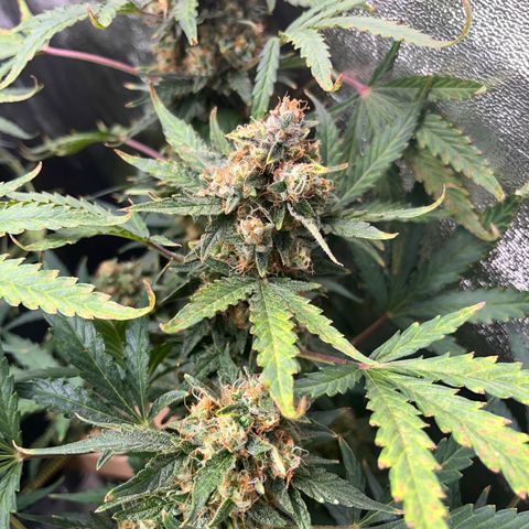 Northern light Auto growlog timeline photo