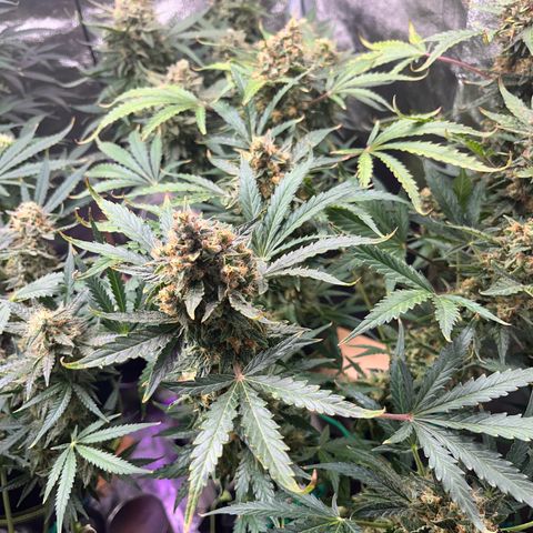 Northern light Auto growlog timeline photo
