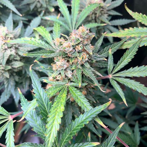 Northern light Auto growlog timeline photo