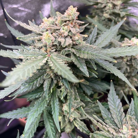 Amnesia growlog timeline photo