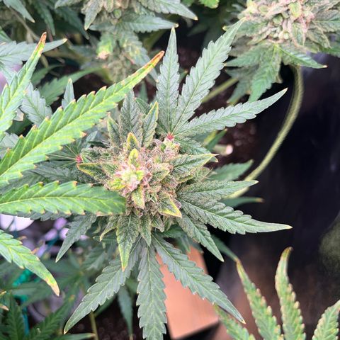 Amnesia growlog timeline photo