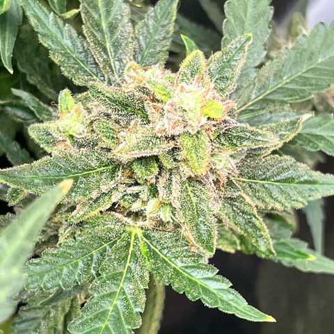 Amnesia growlog timeline photo