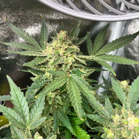 Amnesia growlog timeline photo