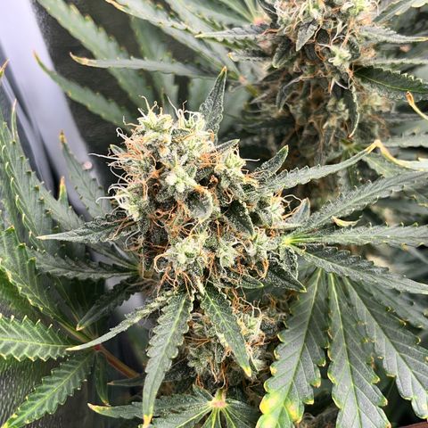 Jabucica growlog timeline photo
