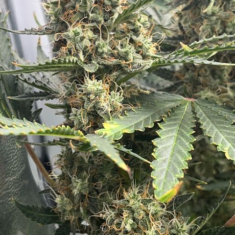 Jabucica growlog timeline photo