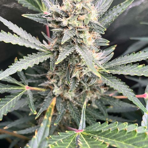 Jabucica growlog timeline photo