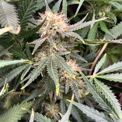 Jabucica growlog timeline photo