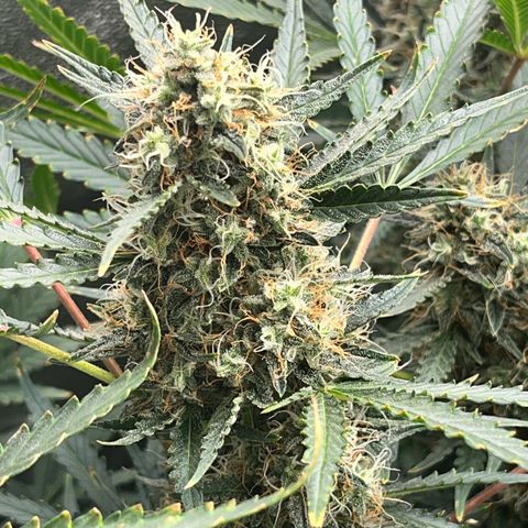 Jabucica growlog timeline photo