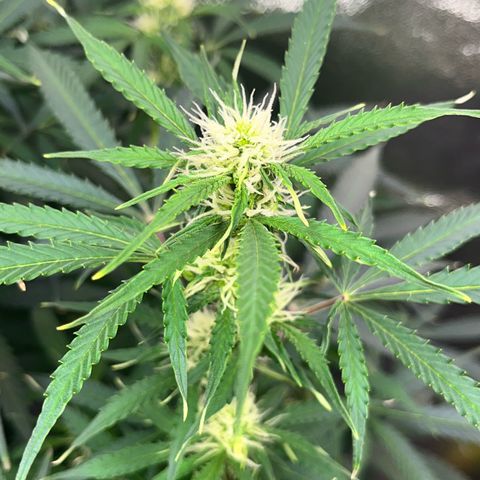 Crokscrew tyson 2.0 growlog timeline photo