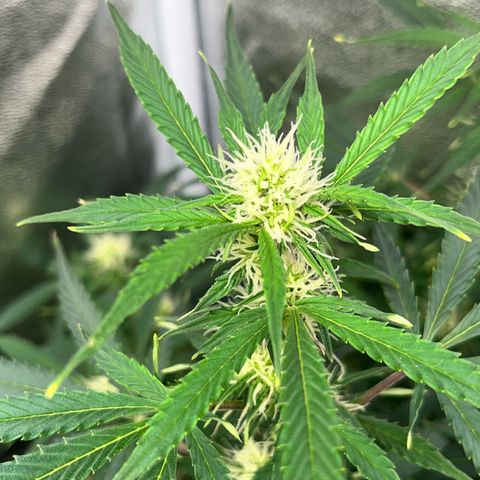 Crokscrew tyson 2.0 growlog timeline photo