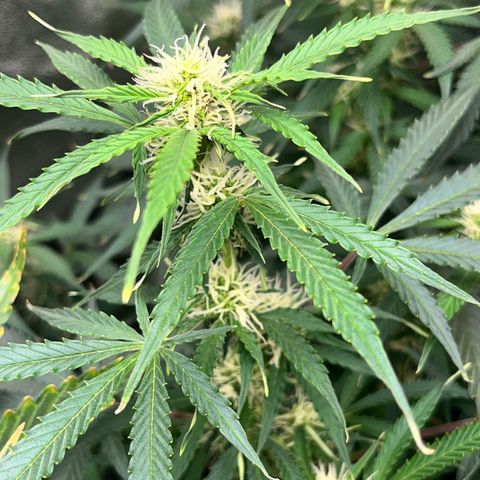 Crokscrew tyson 2.0 growlog timeline photo