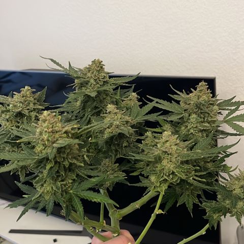 Amnesia growlog timeline photo
