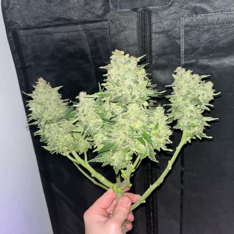 Amnesia growlog timeline photo