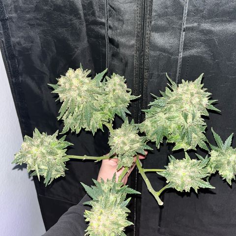 Amnesia growlog timeline photo