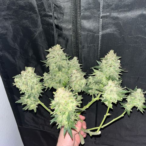Amnesia growlog timeline photo