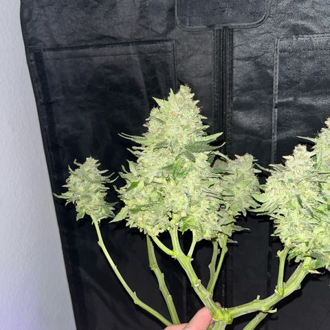 Amnesia growlog timeline photo