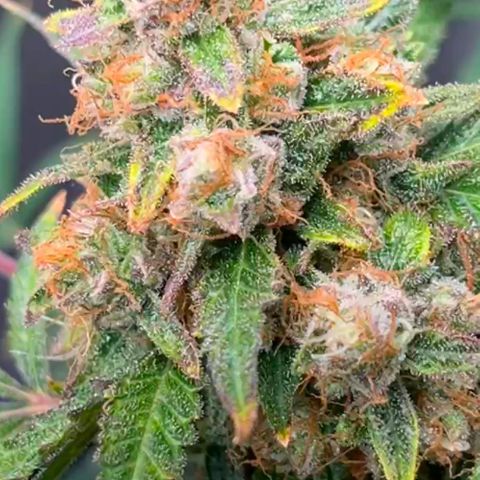 Northern light Auto growlog timeline photo