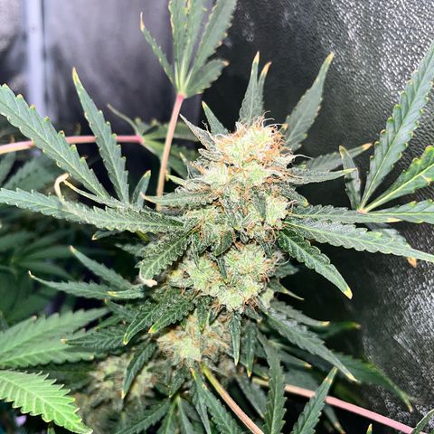 Jabucica growlog timeline photo