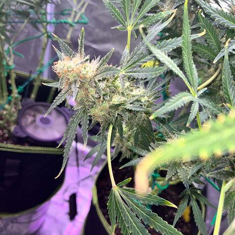 Jabucica growlog timeline photo