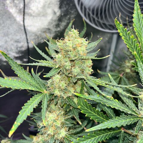 Jabucica growlog timeline photo