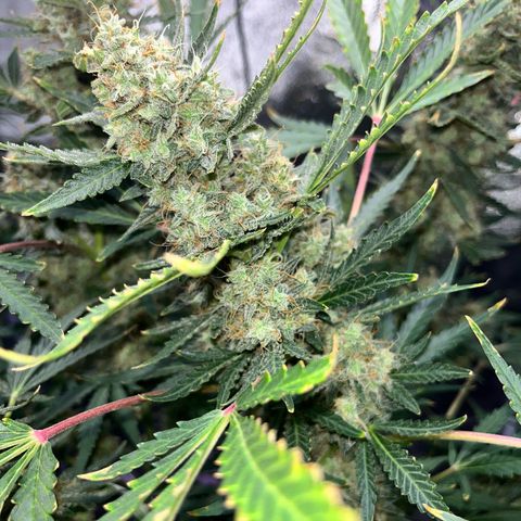 Jabucica growlog timeline photo