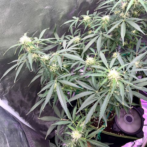 Crokscrew tyson 2.0 growlog timeline photo