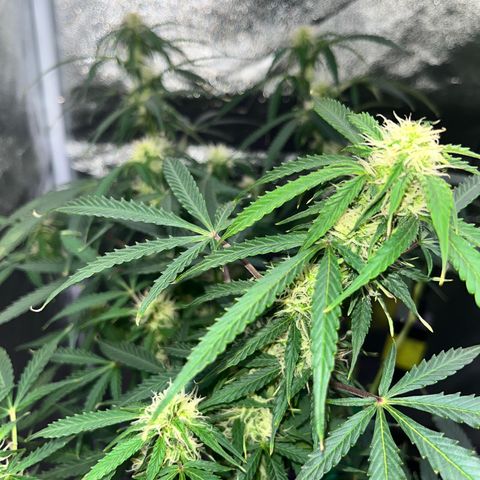 Crokscrew tyson 2.0 growlog timeline photo