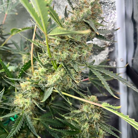 Jabucica growlog timeline photo