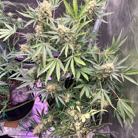 Jabucica growlog timeline photo