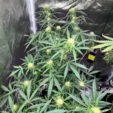 Crokscrew tyson 2.0 growlog timeline photo