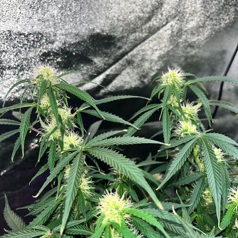 Crokscrew tyson 2.0 growlog timeline photo