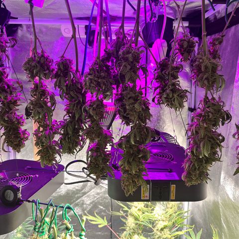 Northern light Auto growlog timeline photo
