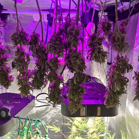 Northern light Auto growlog timeline photo