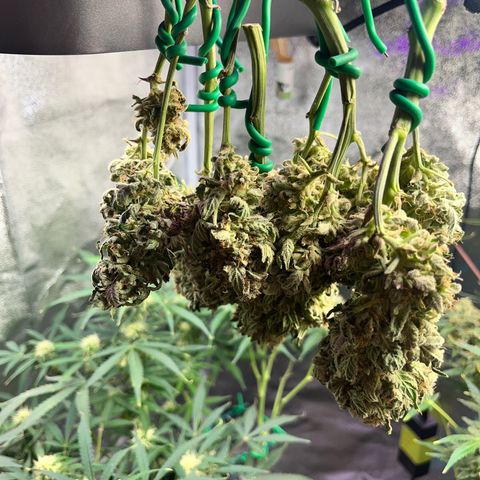 Amnesia growlog timeline photo
