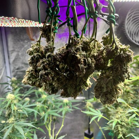 Amnesia growlog timeline photo