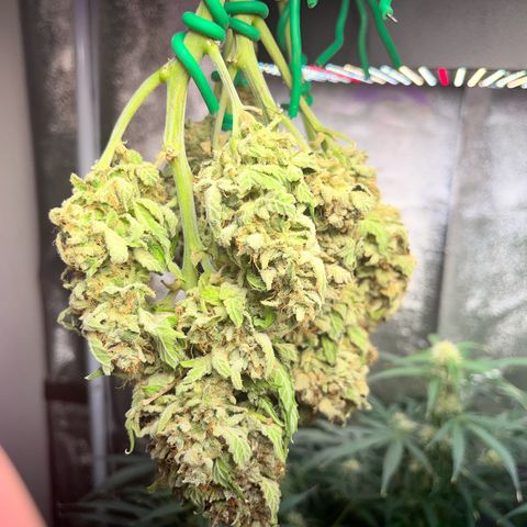 Amnesia growlog timeline photo