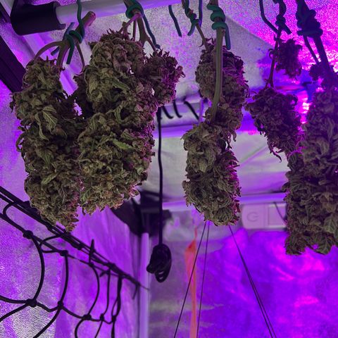 Amnesia growlog timeline photo