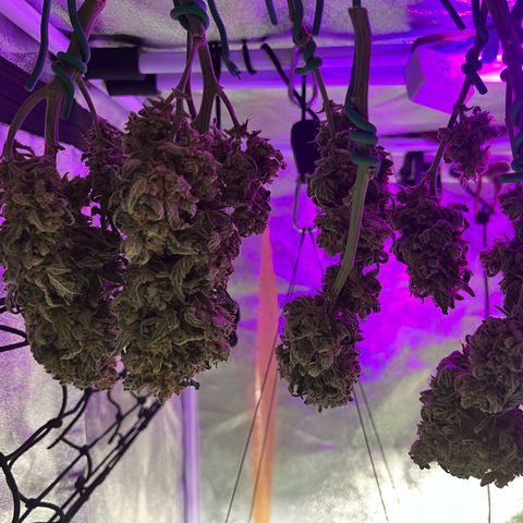 Amnesia growlog timeline photo
