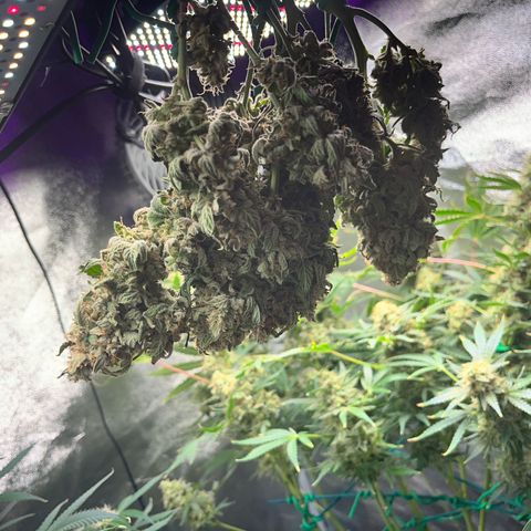 Amnesia growlog timeline photo