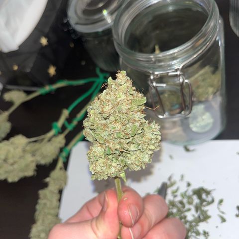 Amnesia growlog timeline photo