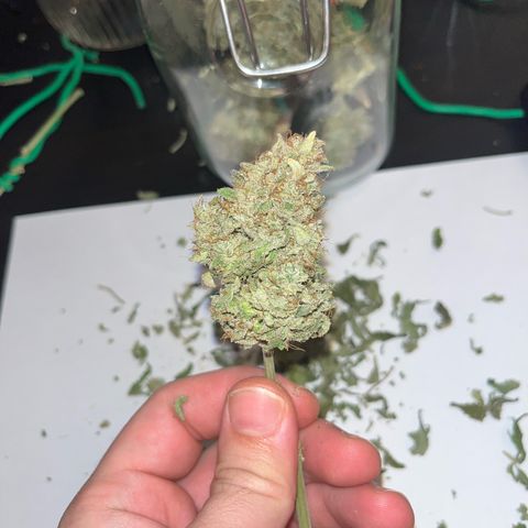Amnesia growlog timeline photo