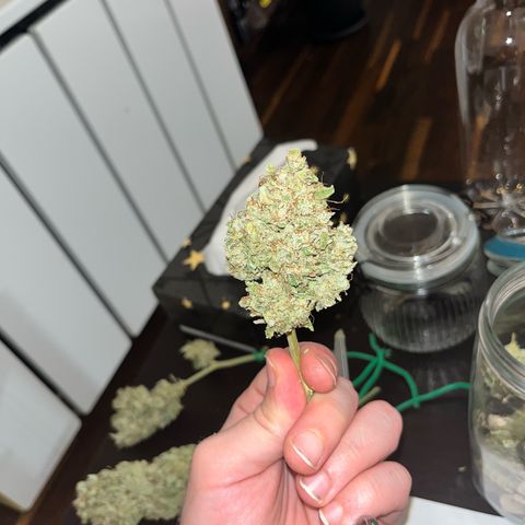 Amnesia growlog timeline photo